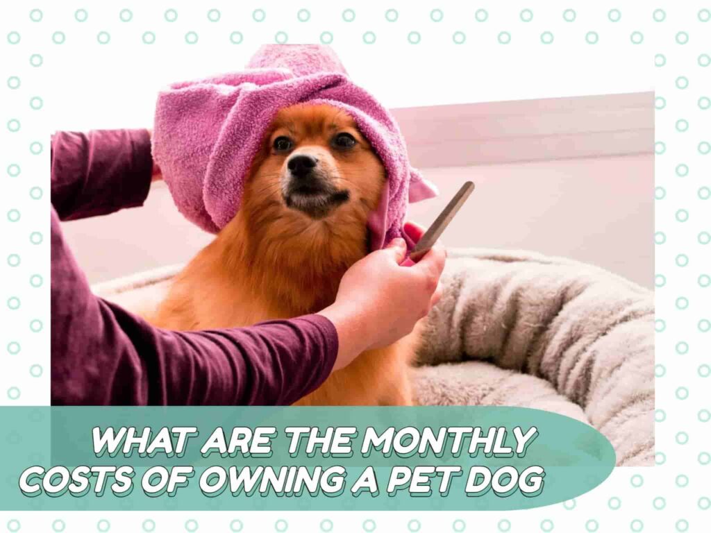 what-are-the-monthly-costs-of-owning-a-pet-dog-in-the-philippines