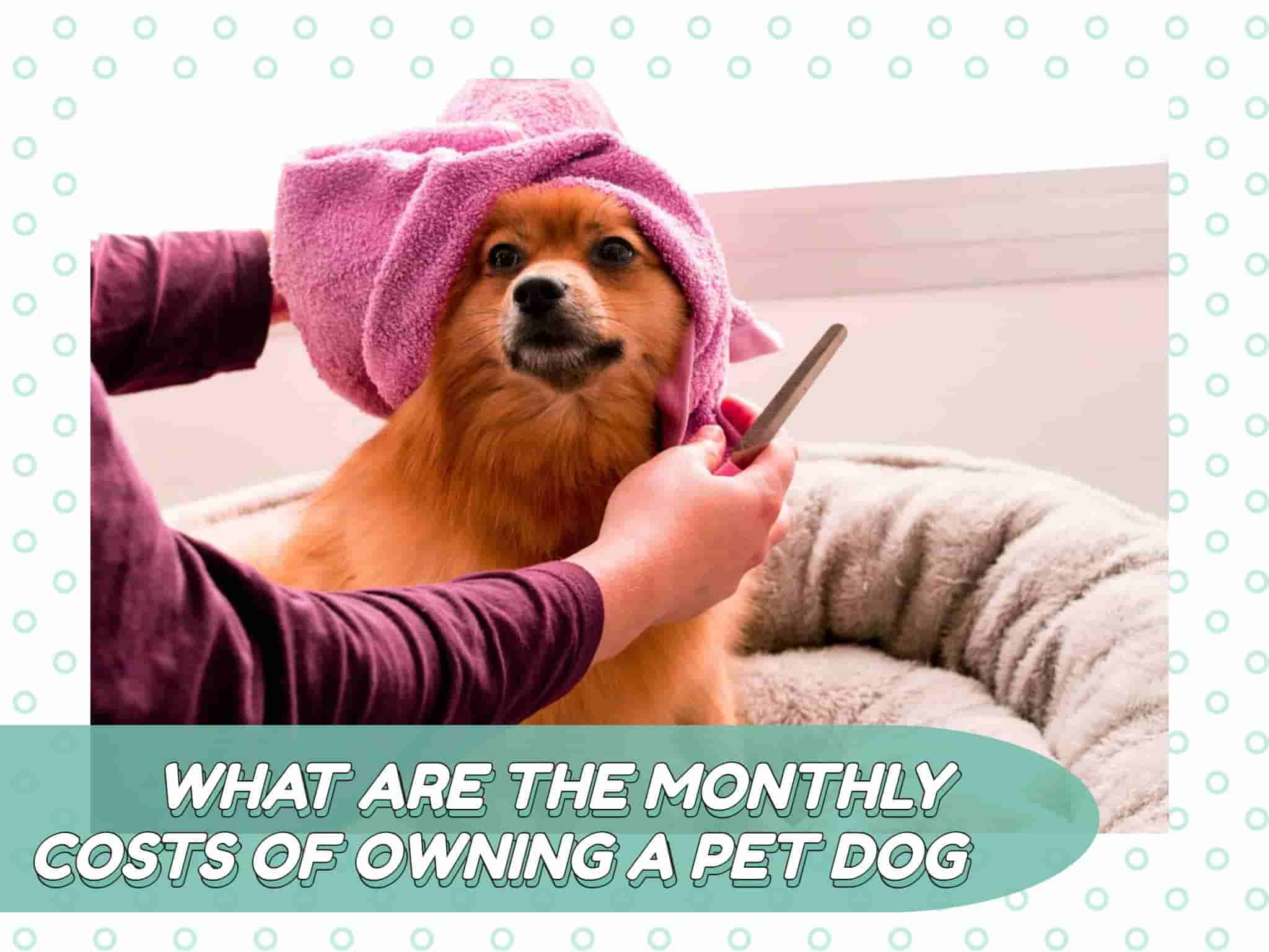 What are the Monthly Costs of Owning a Pet Dog in the Philippines?