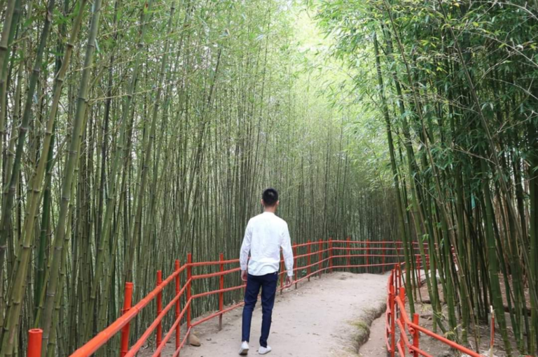 Whispers of the Nature: Baguio’s Bamboo Sanctuary in Philippines