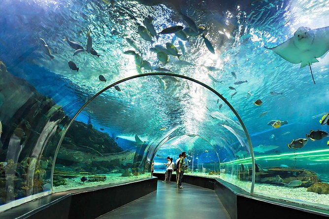 Making Waves Without Breaking the Bank: A Guide to Manila Ocean Park Entrance Fees and Tips!