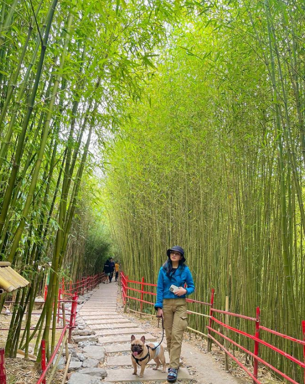 Bamboo Sanctuary in Philippines